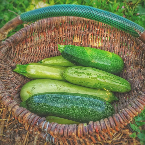 Courgettes