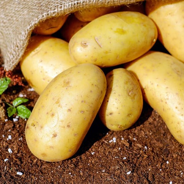 Aardappelen